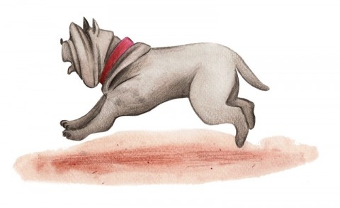 Pinocchio, Chapter 27: The Fight Among Boys - Pinocchio