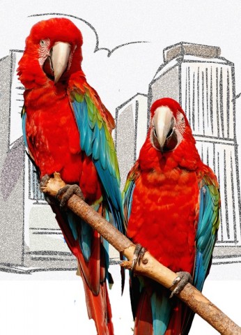 Astropup: Which Parrot? - Astropup